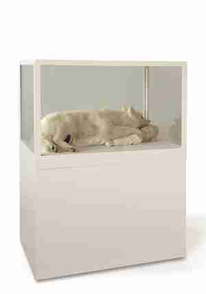 Silvia B Andrew Anubis 2008 Collectie Museum MORE Gorssel Ruurlo